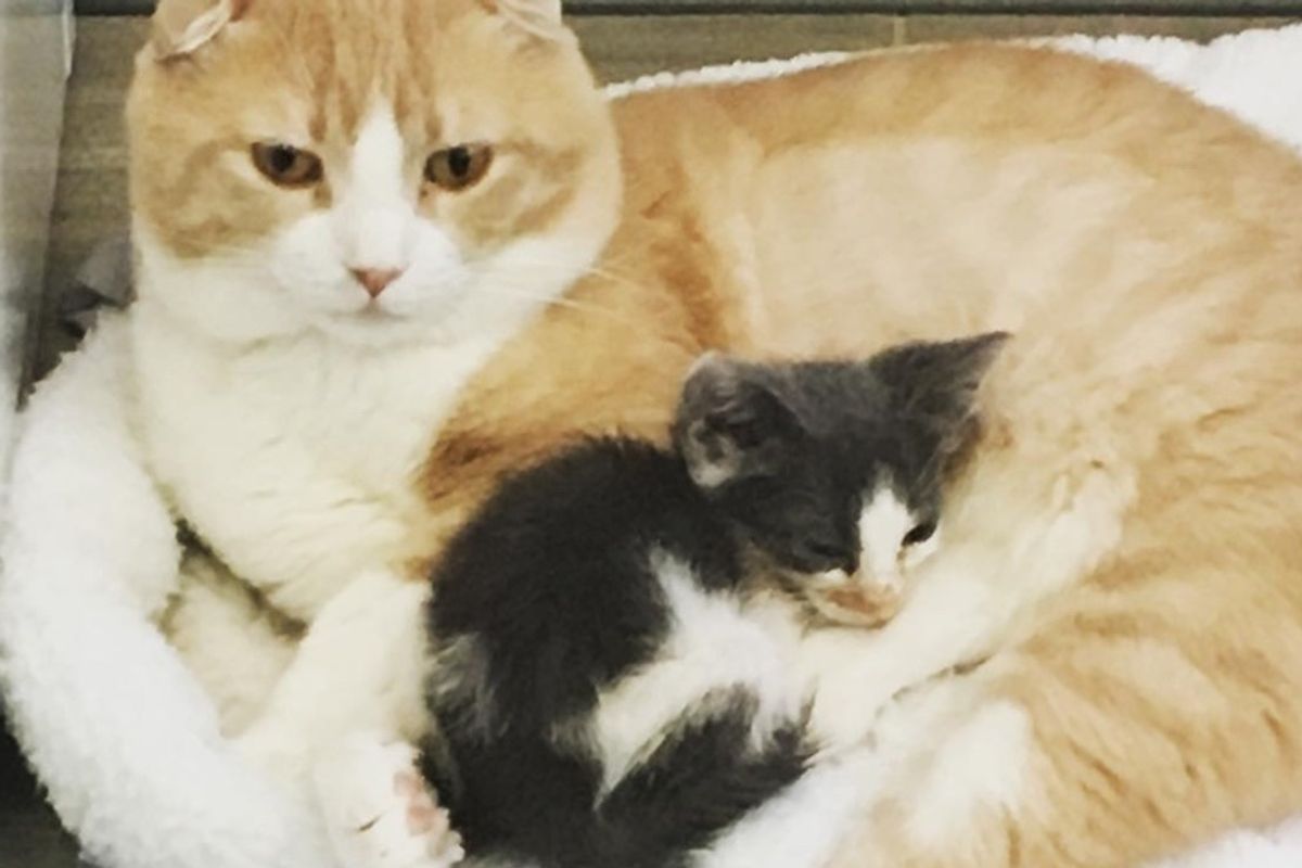 Kitten Found on Side of the Road, Didn't Thrive Until He Cuddled with Cat at Clinic