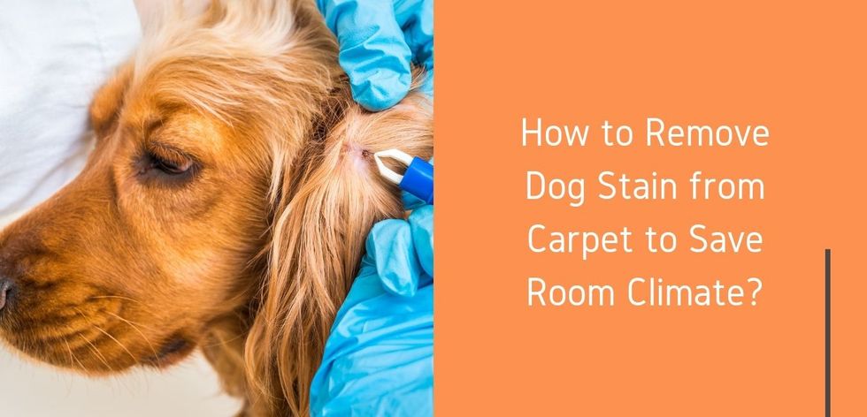 how-to-remove-dog-stain-from-carpet-to-save-room-climate