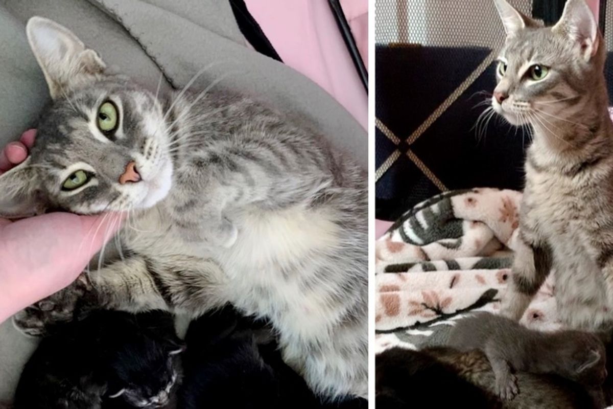 Stray Cat Found Help Just In Time for Her 8 Kittens - She Can’t Stop Purring