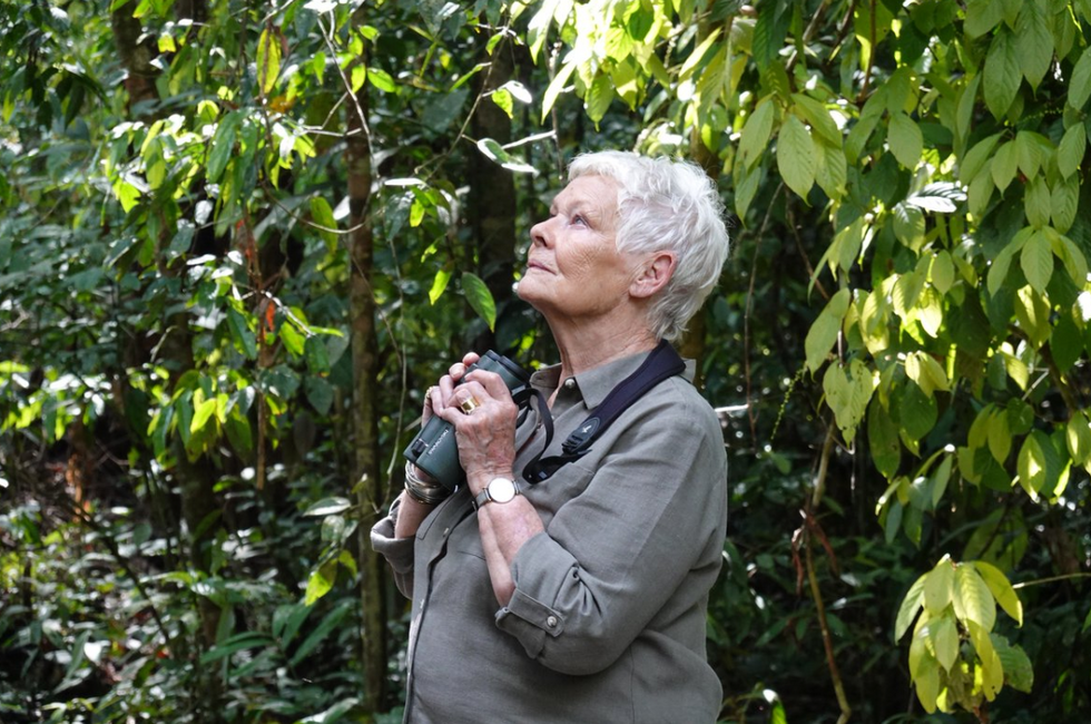 Judi Dench adopts 3 orangutans in a campaign to save rainforests from destruction