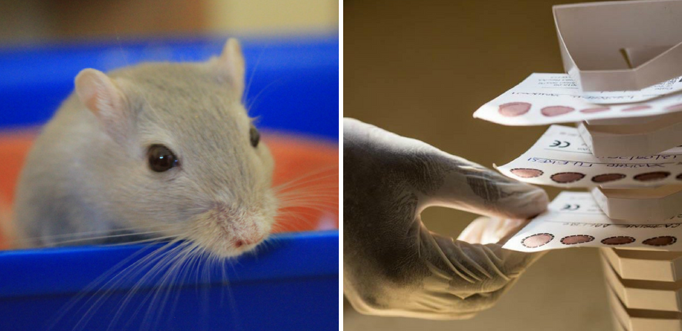 Scientists cured HIV in mice. They say a human cure could be next.