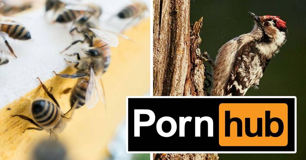Pornhub’s new environmental campaign means you can now watch adult videos guilt-free.