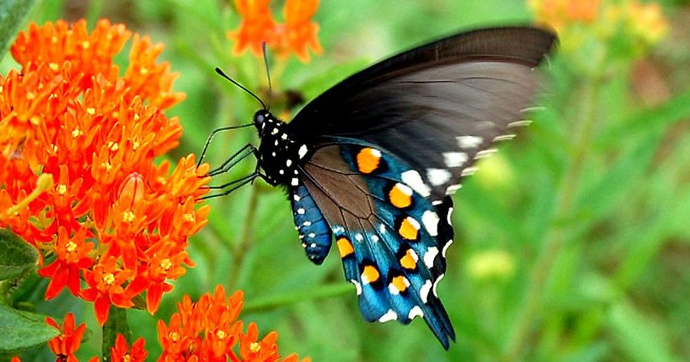 Biologist repopulated rare butterfly species in his backyard all by himself