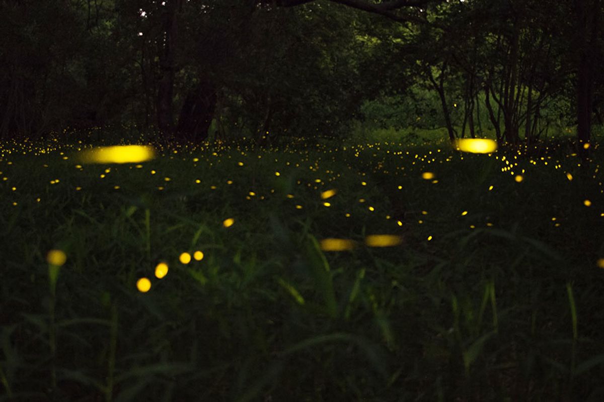 The lights are about to go out on fireflies, but we can stop it