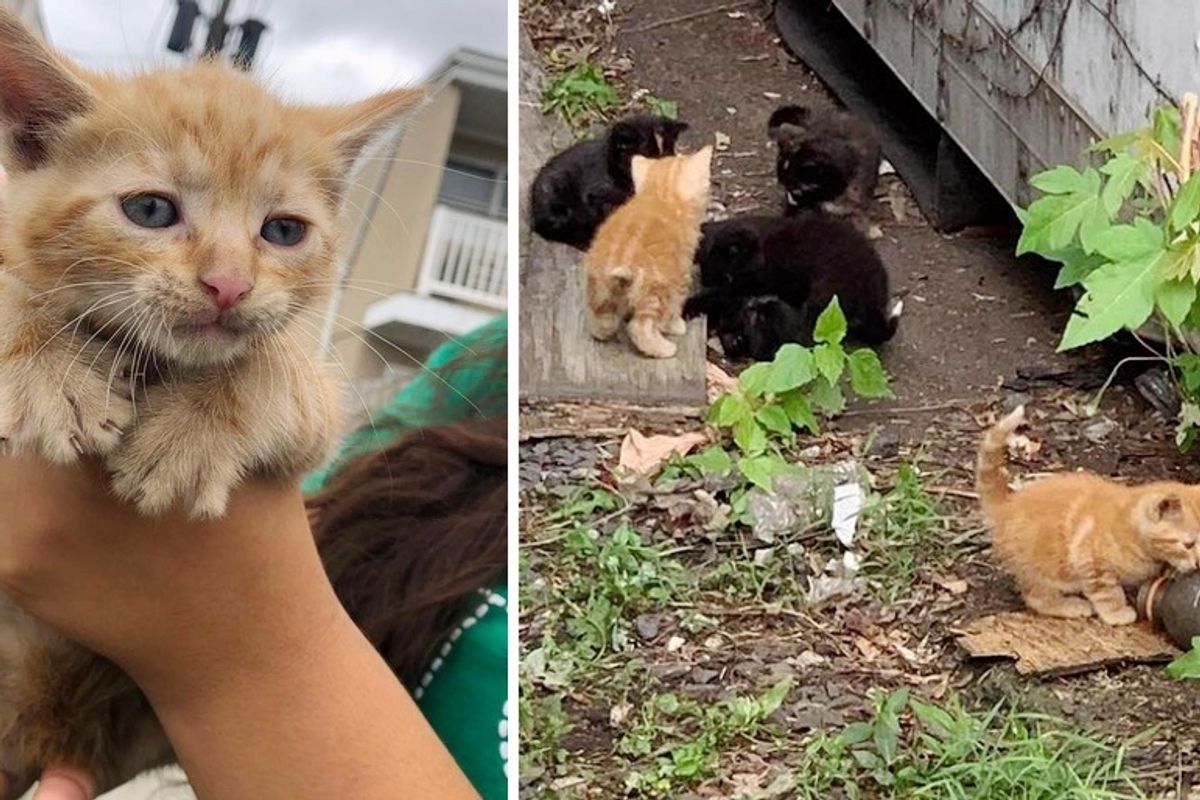Workers Found Kittens Under Trailer and Knew They Had to Help