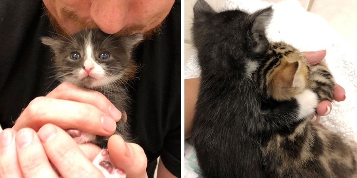 They Rescue This Kitten Who Was Found All Alone, and Find Him a Friend ...