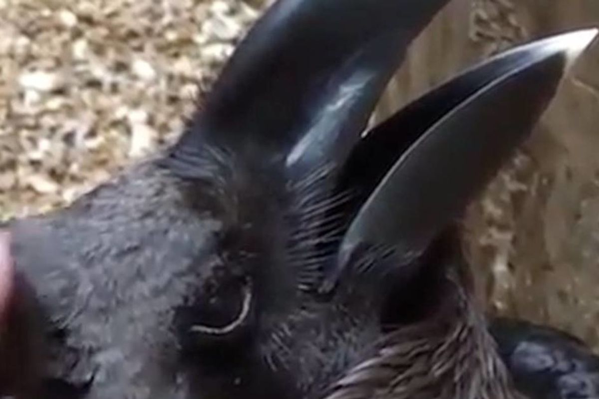 People are losing their minds because they can’t tell if this animal is a bird or a rabbit