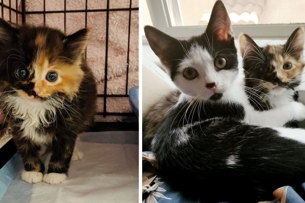 Woman Went to Local Rescue for a Kitten But Couldn’t Leave Her Adopted Sister Behind