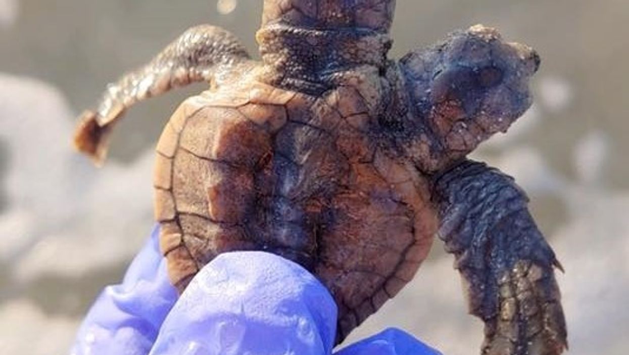 Two-headed sea turtle hatchling discovered along South Carolina coast