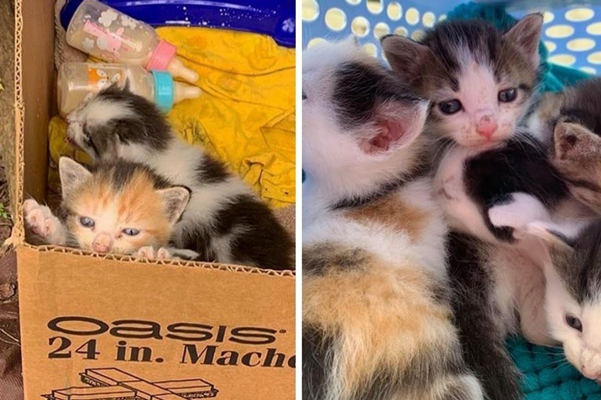 Man Hears Meowing from Parking Lot and Discovers a Box of Kittens