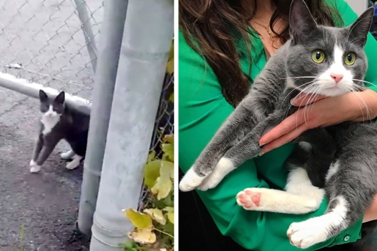 Stray Kitten Befriended Woman Who Was Kind to Her, and Kept Coming Back