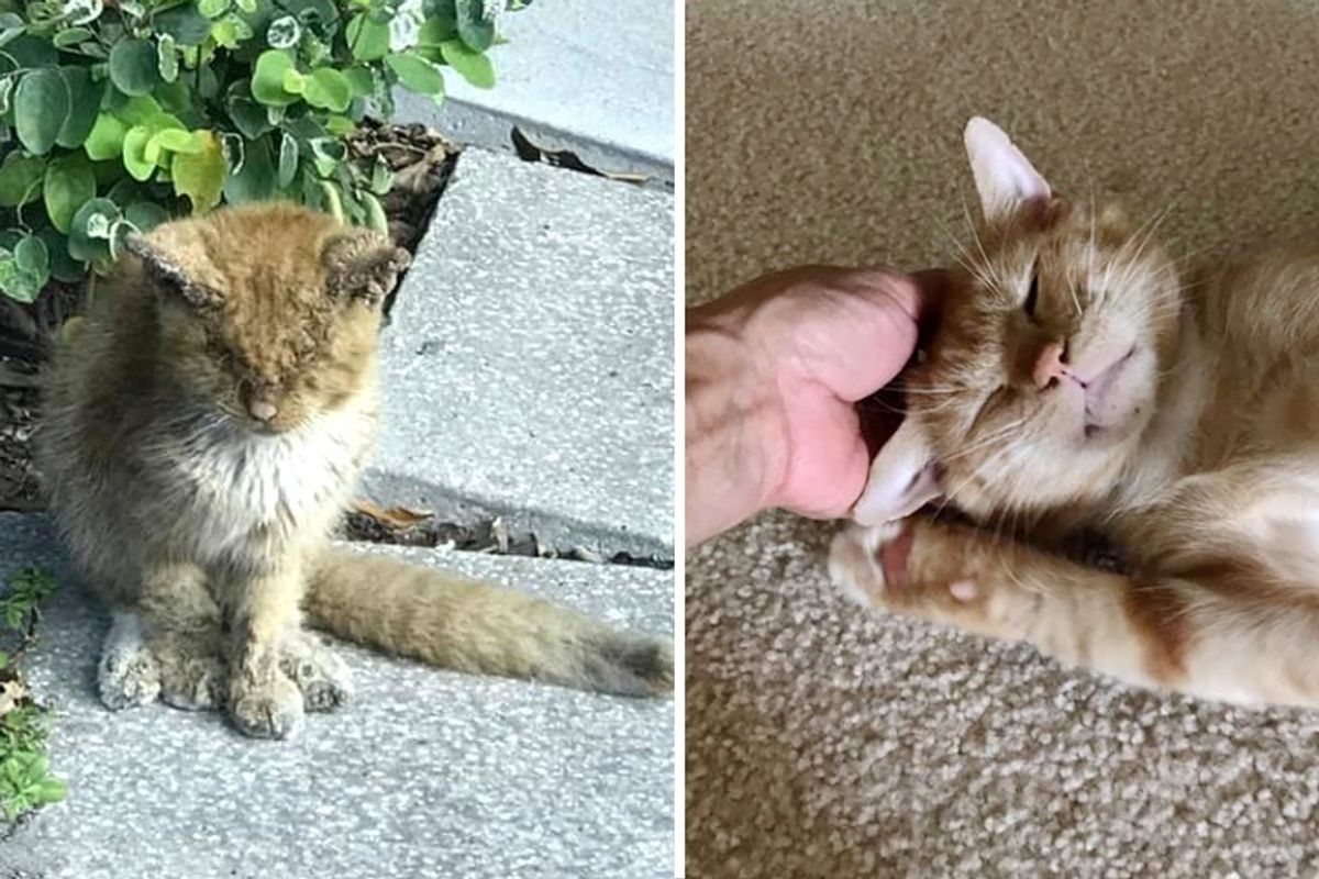 Stray Kitten Gets Help to See Again and is Transformed into a Beautiful Cat