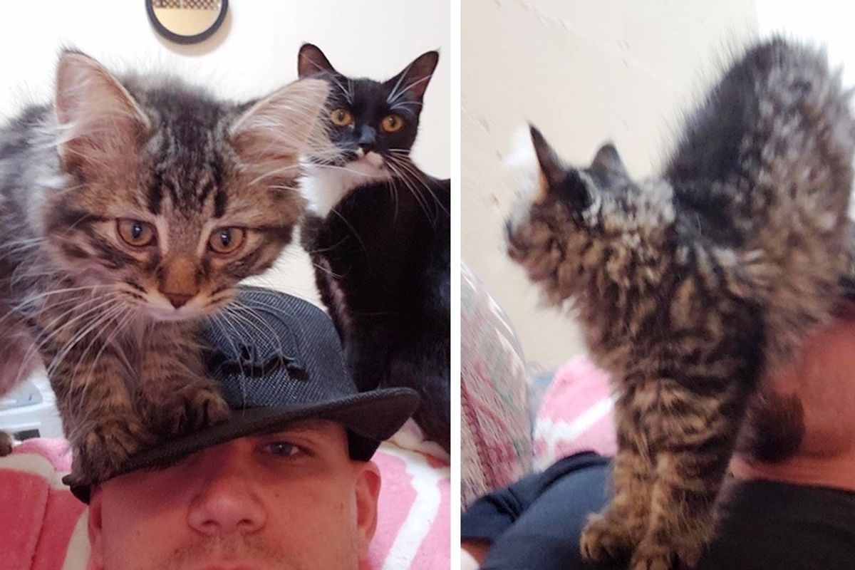 Man Went to Hang Out with Rescued Cats but Ended Up Being Swarmed by Kittens