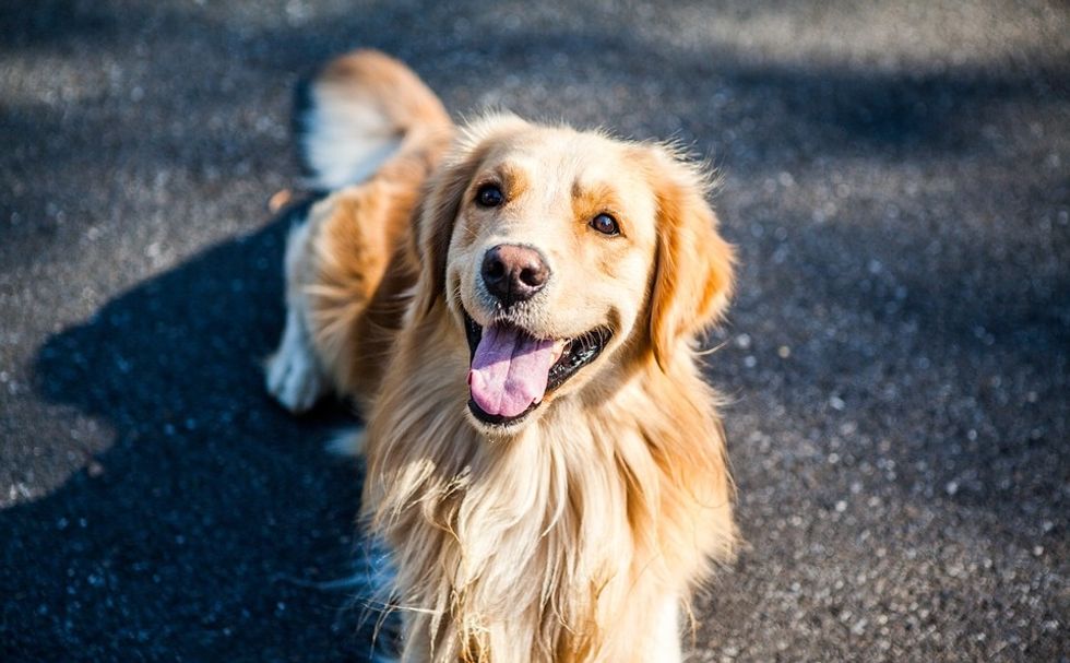 The Best Dog for Me is the Golden Retriever!