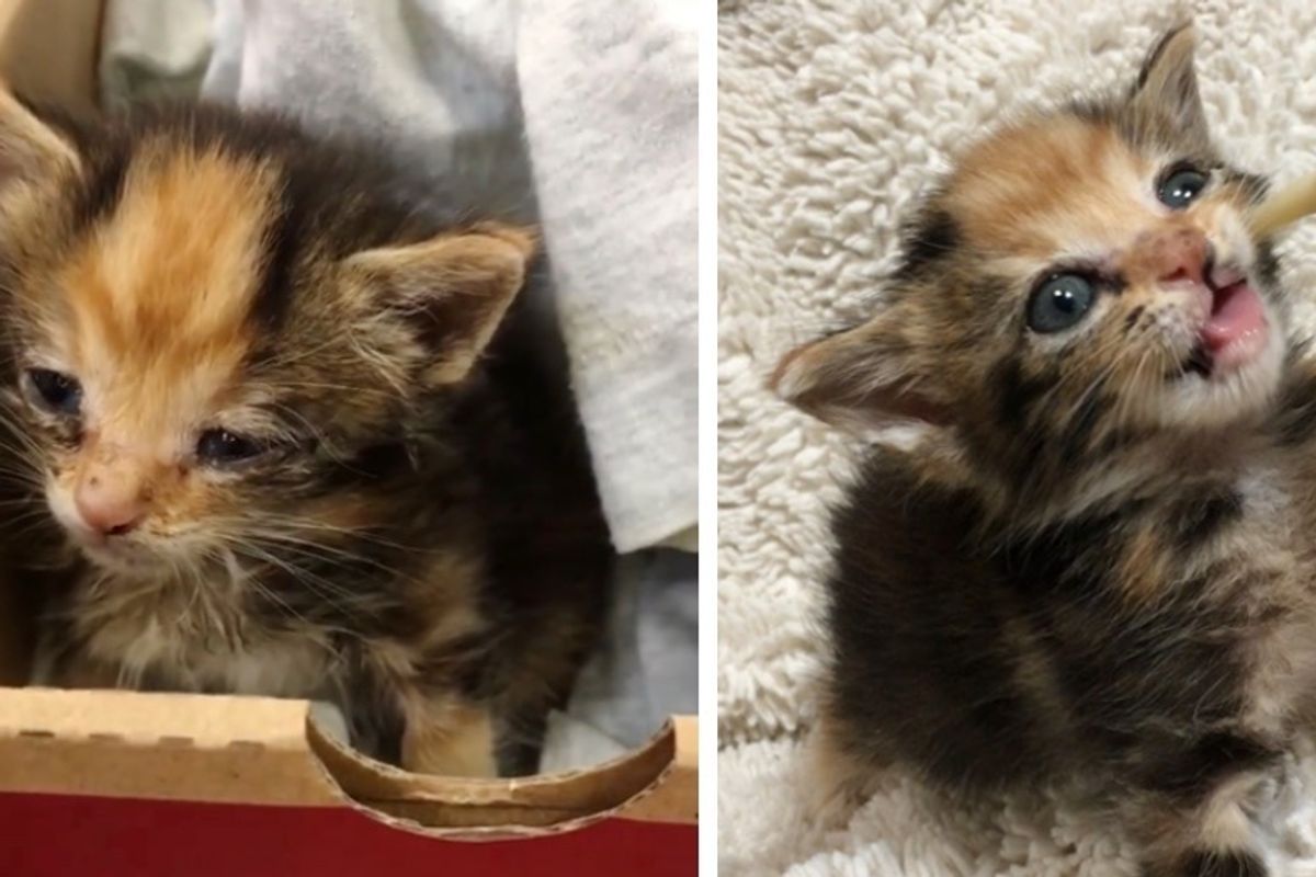 Worker Finds Calico Kitten Meowing Outside Alone and Rushes to Help