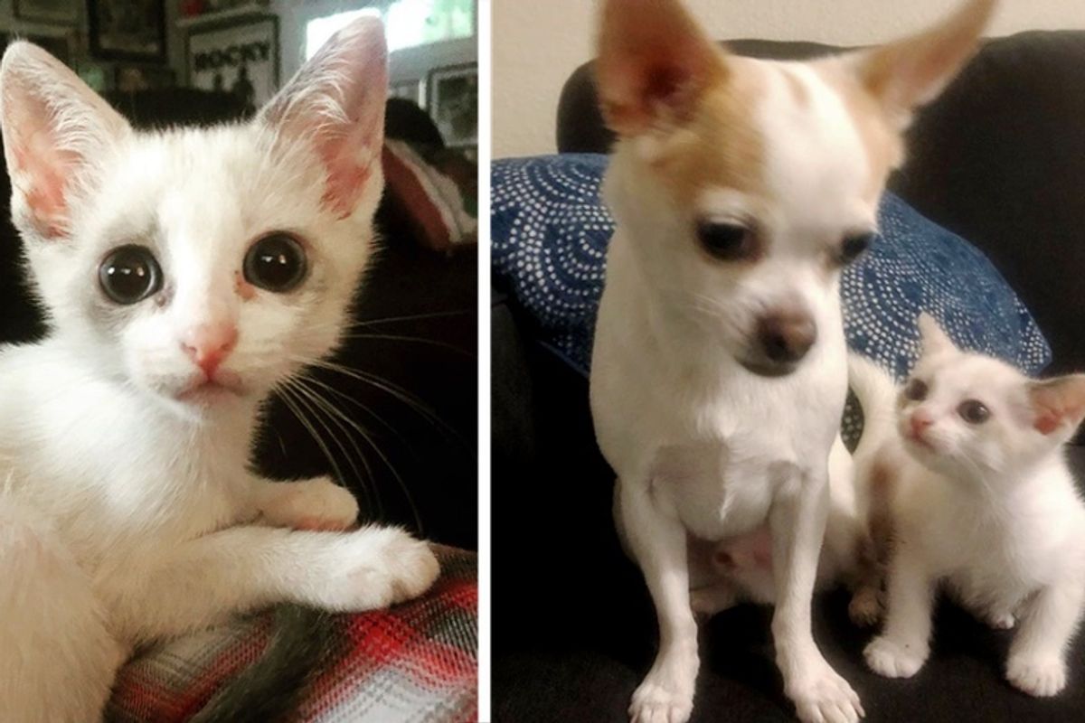 Kitten Found Alone on the Street, Meets Dog and Insists on Being His