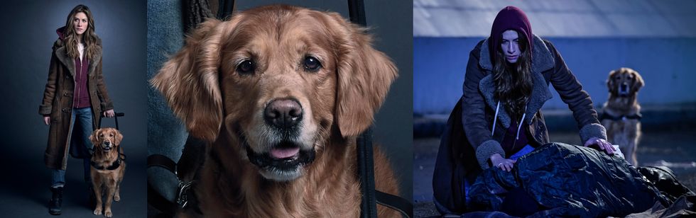 This Sweet Guide Dog Has Become A Breakout TV Star
