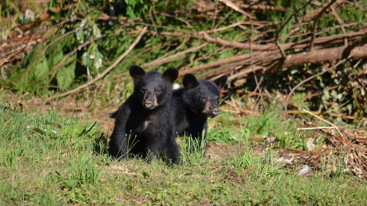 Bear cubs lock themselves inside a Tennessee van then honk to be let out