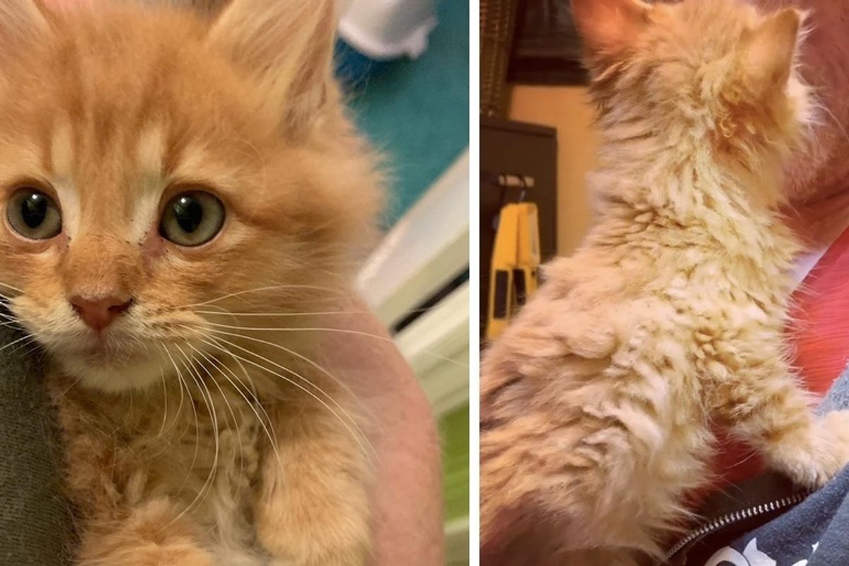 Kitten Insists on Being Cuddled After He Was Rescued from Rough Life on Streets