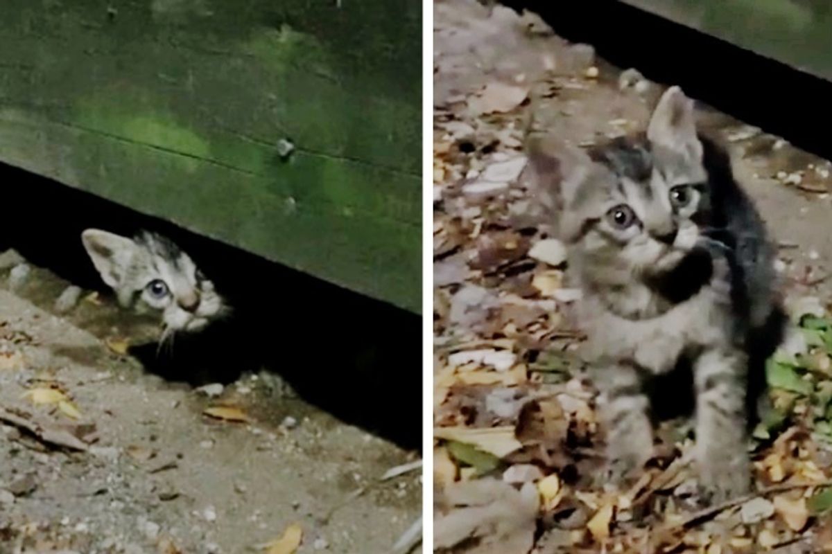 Kitten Comes Out from Under Deck When Rescuers Arrive - His Siblings Follow Suit