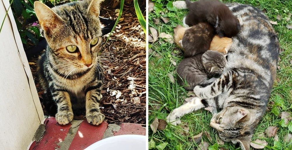 Stray Cat Comes Back To Woman Who Helped Her, And Takes Her To See Her ...