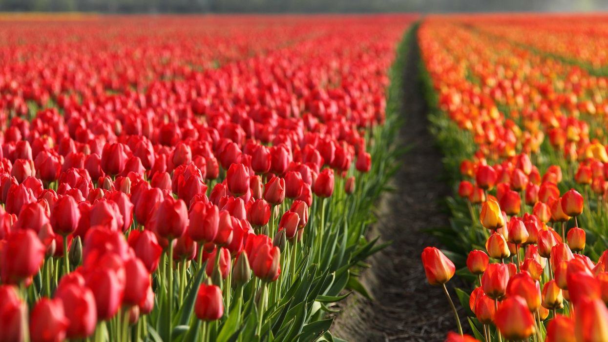 A giant U-Pick tulip farm is coming to San Antonio next spring