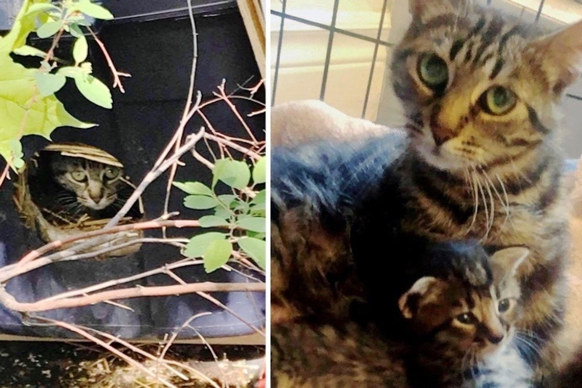 Woman Follows Cat to a Box on Side of Road and is Surprised to Find Kittens Inside