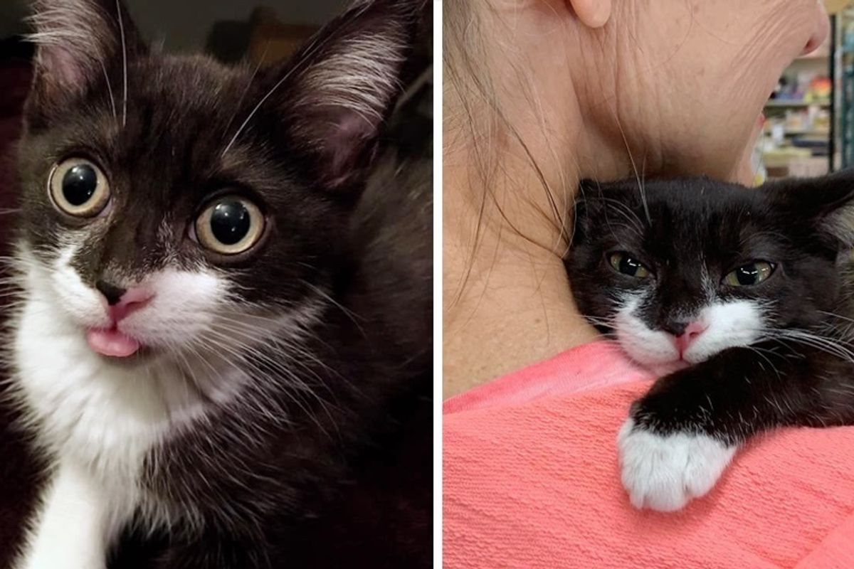 Couple Found Shy Kitten Hiding Behind Blanket, They Gave Her a Cuddle and It Changed Everything