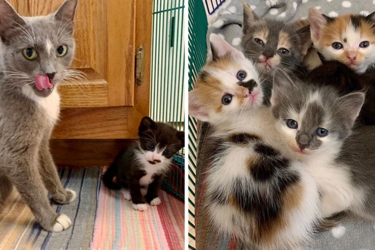 Stray Cat Protects Her Kittens from Rough Conditions Until Rescue Arrives
