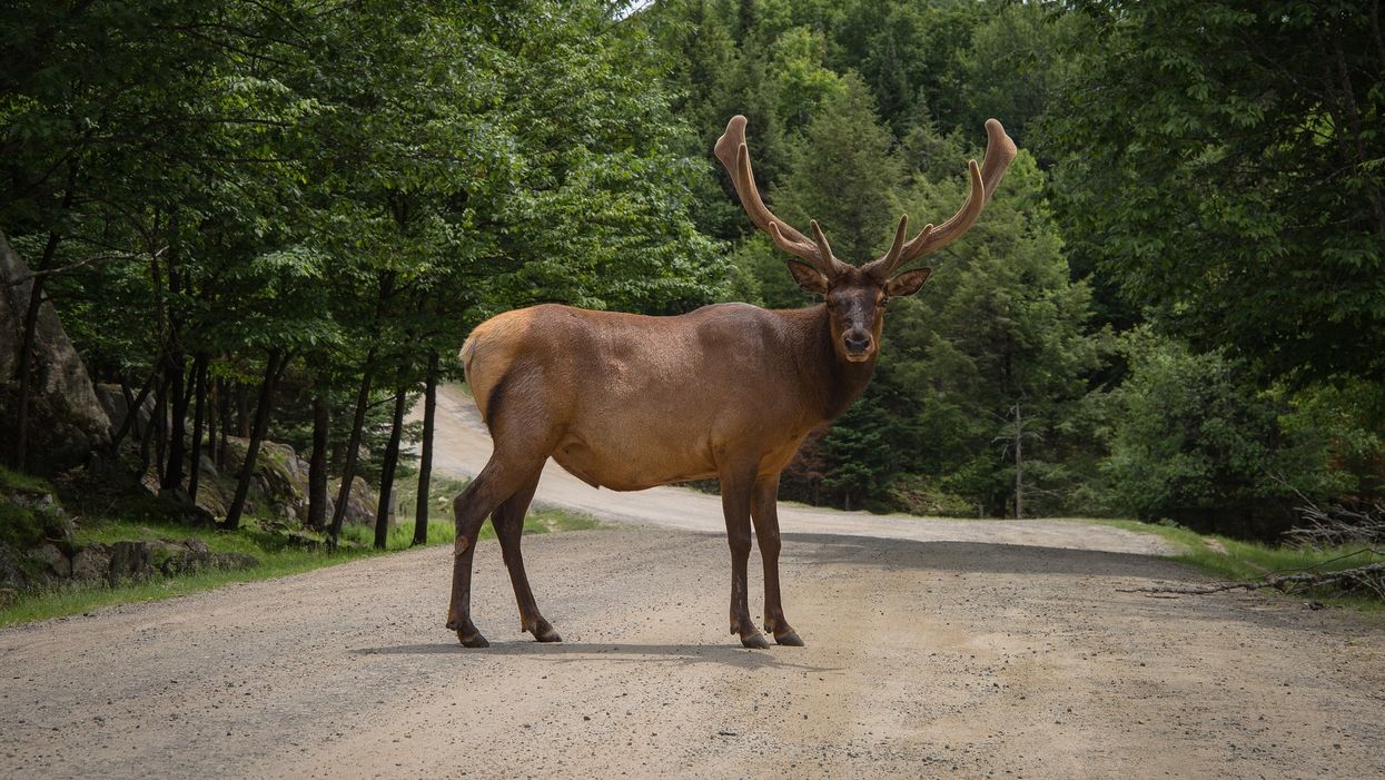 Great Smoky Mountains officials warn of 700-pound elk charging cars on Blue Ridge Parkway