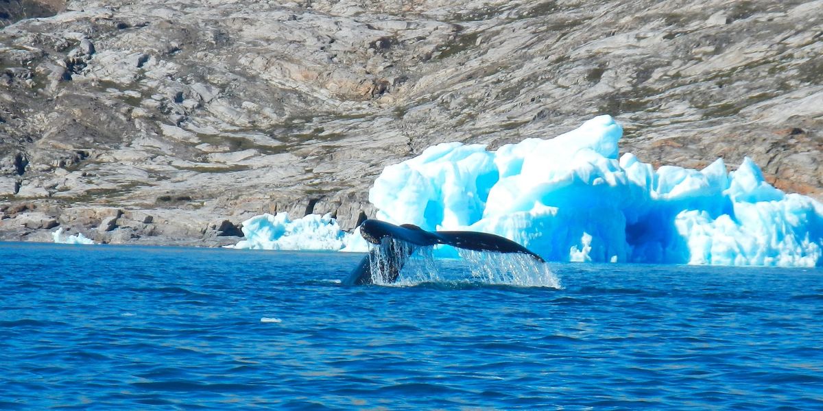 Whales can help climate change - GOOD