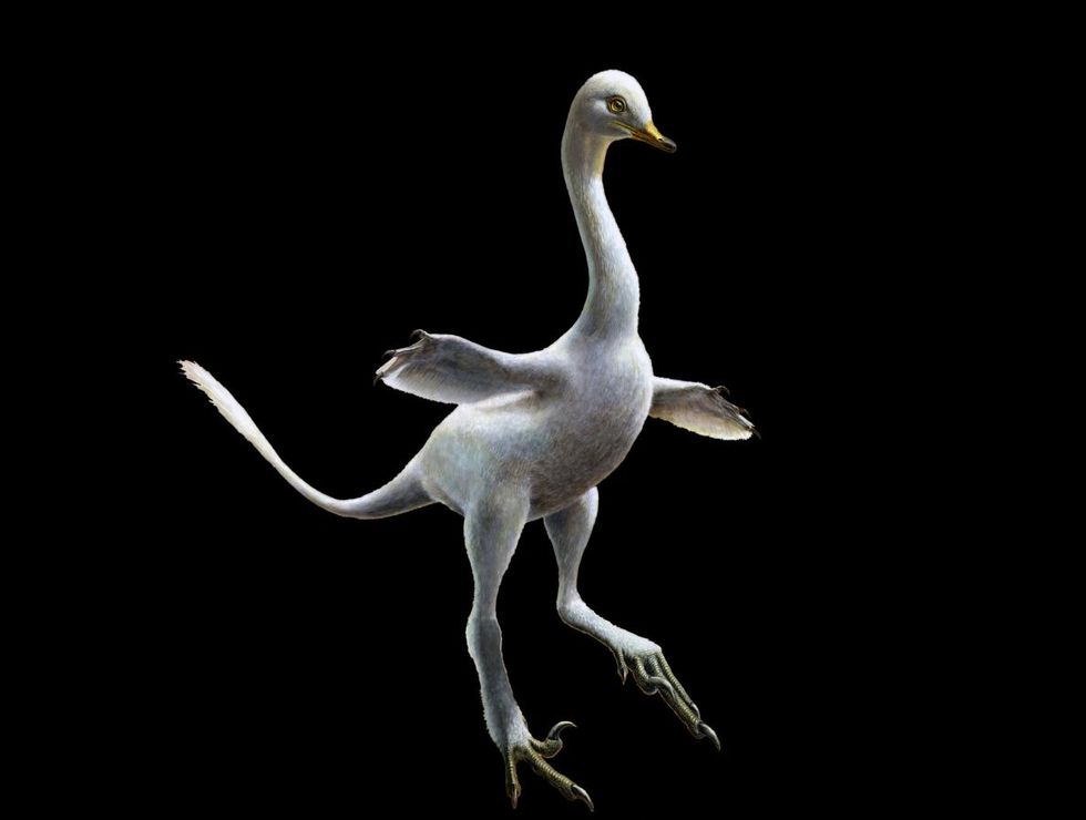 DuckLike Dinosaur Had a GooseLike Neck and Velociraptor Claws