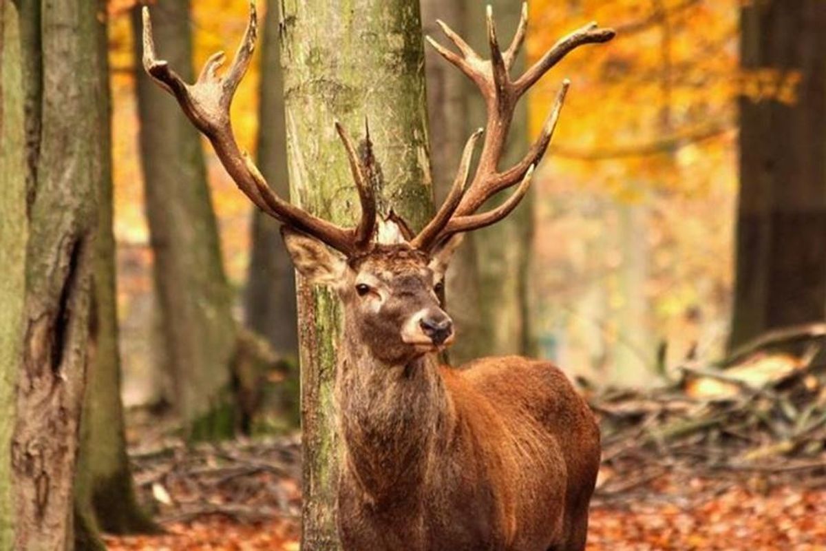 Hunter dies after being gored by a deer that he shot