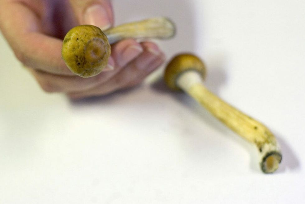 For Those Who Don't Respond to Anti-Depressants, Magic Mushrooms May Hold the Key