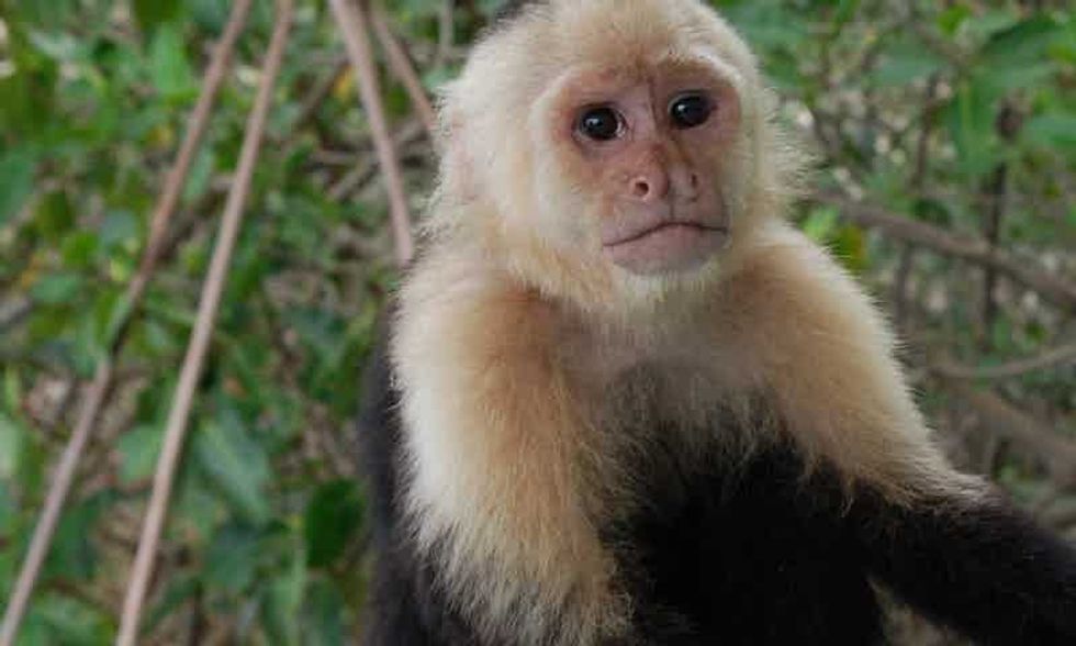 A Group of Monkeys in Panama Have Entered Their Own Stone Age