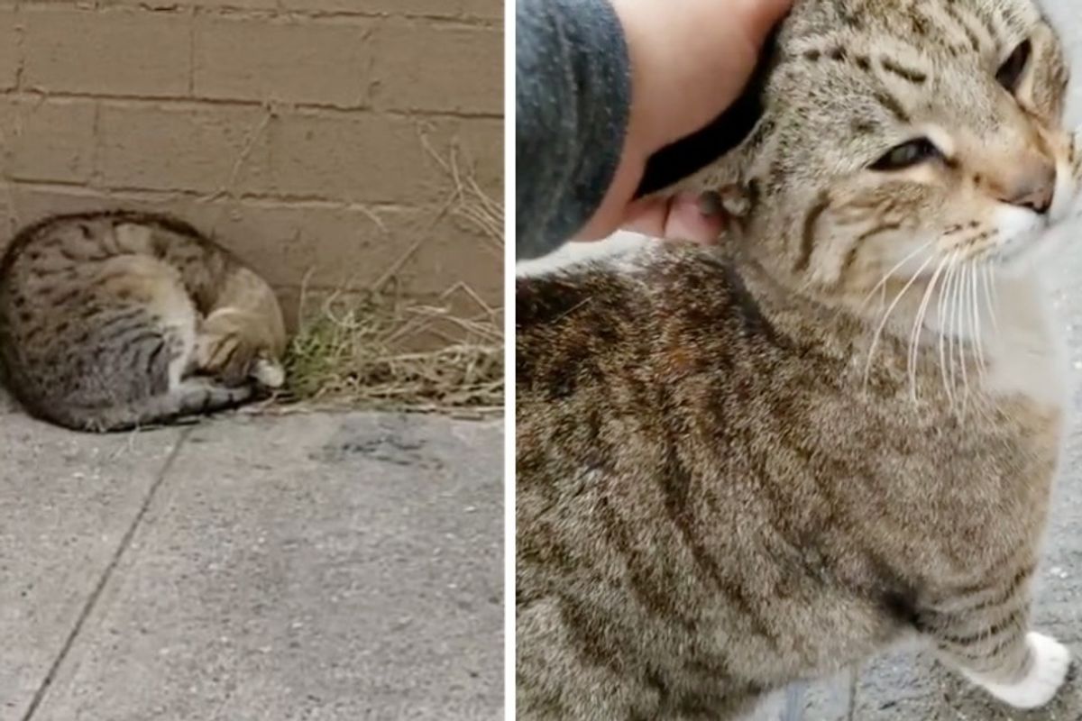 Cat is So Happy When Woman Comes Back to Rescue Him After Life on the Street