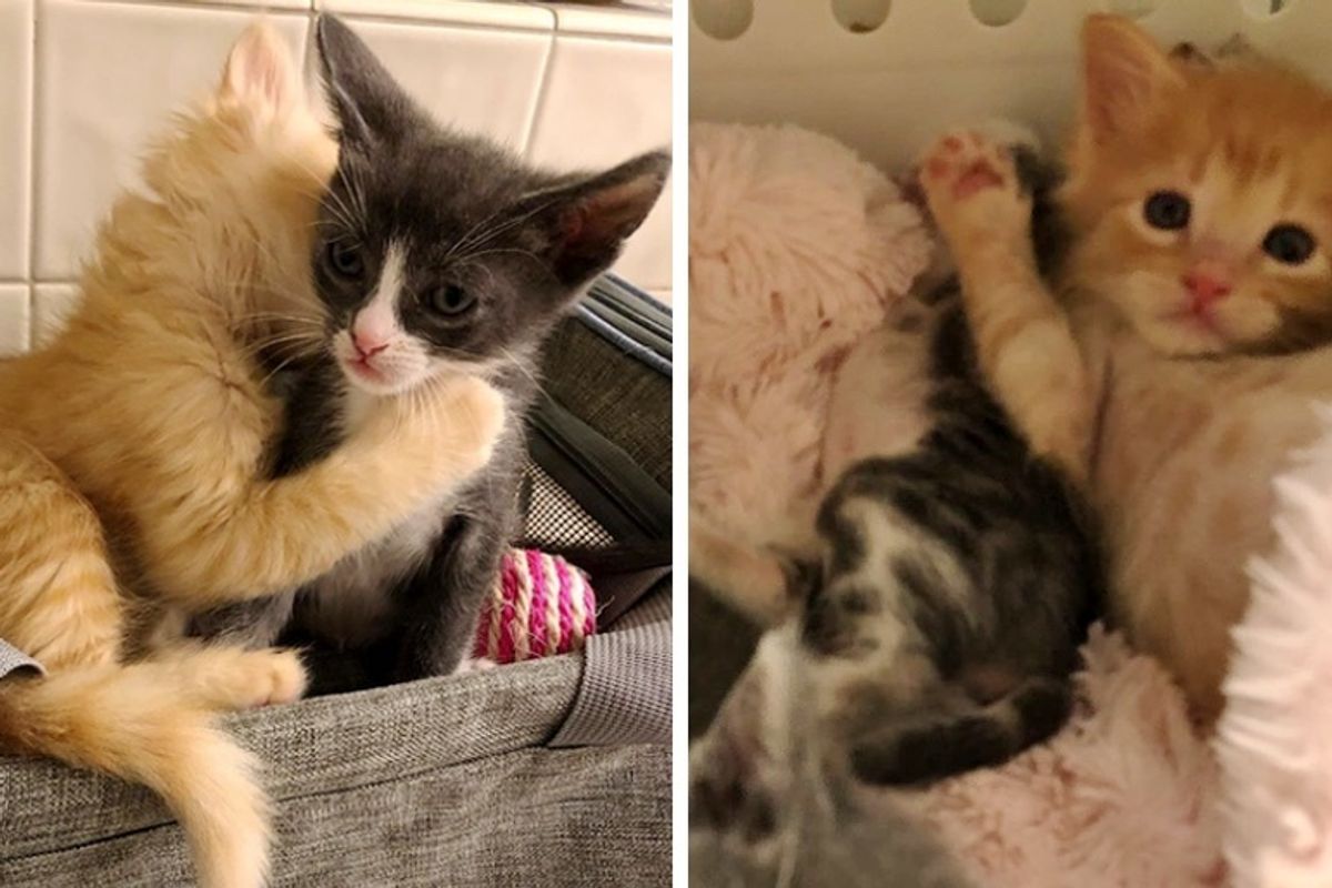 Kitten Who Was Found As Orphan, Gives Other Kitties Cuddles So No One Feels Alone