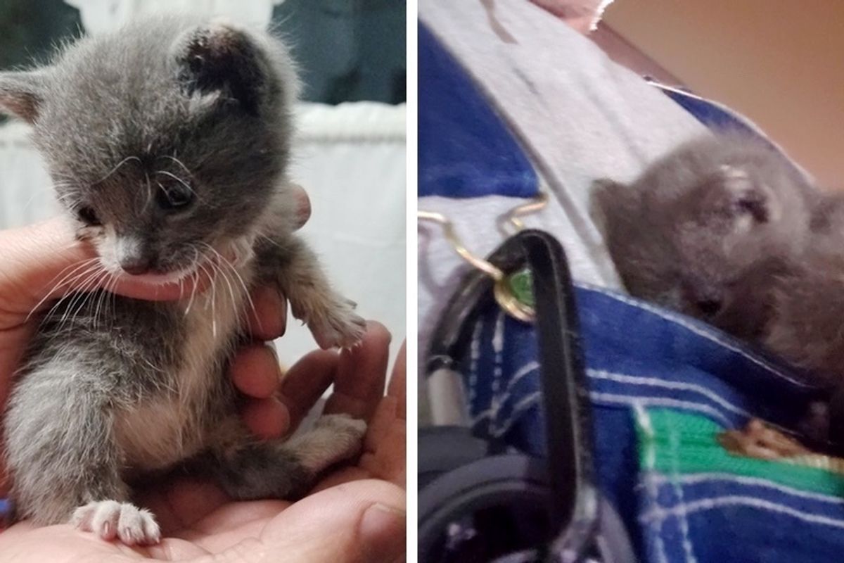 Worker Rescued Kitten from Train But Found Out He Could Not Return to Work the Next Day