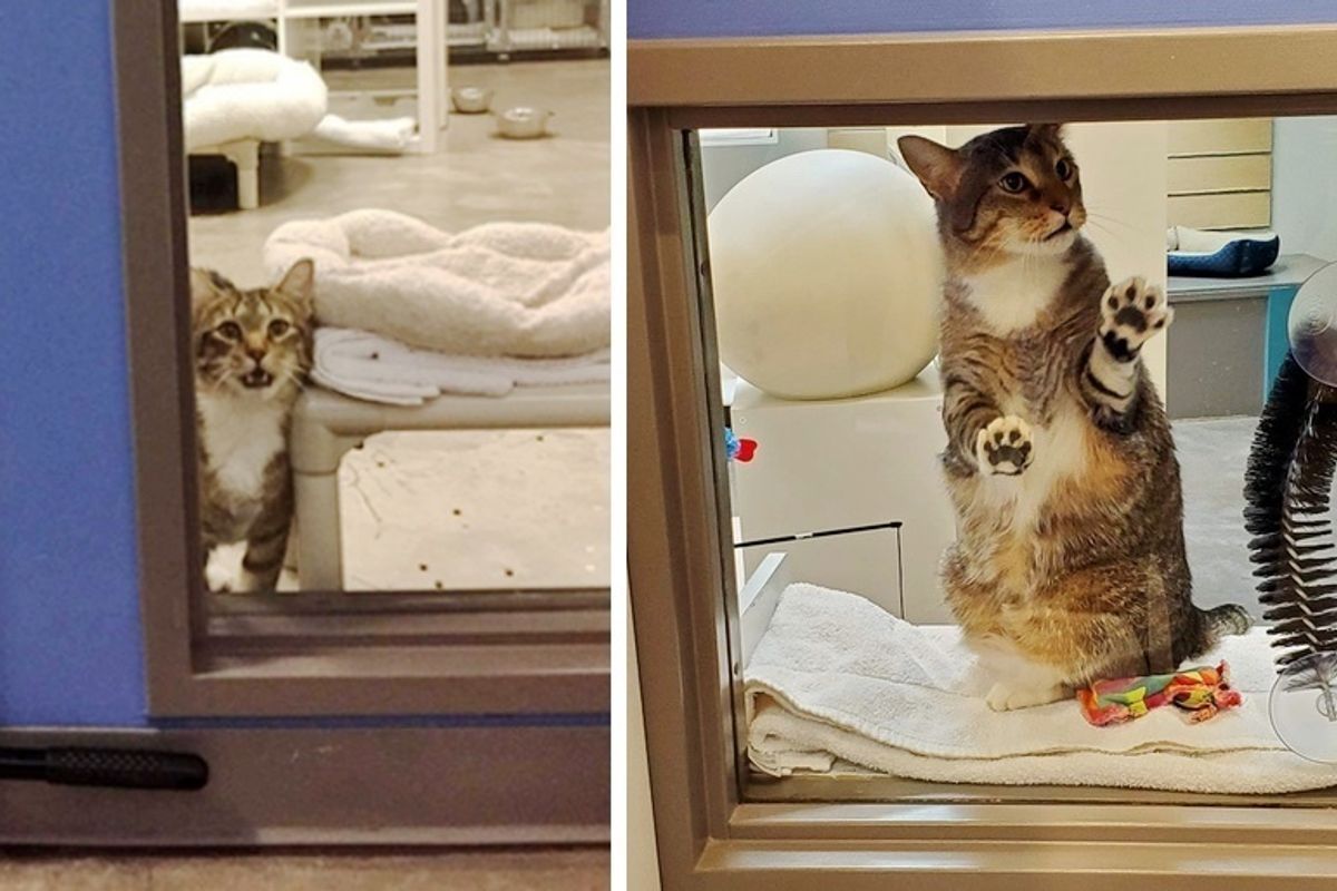 Cat Insists on Opening Door and Letting Other Cats Escape at Shelter