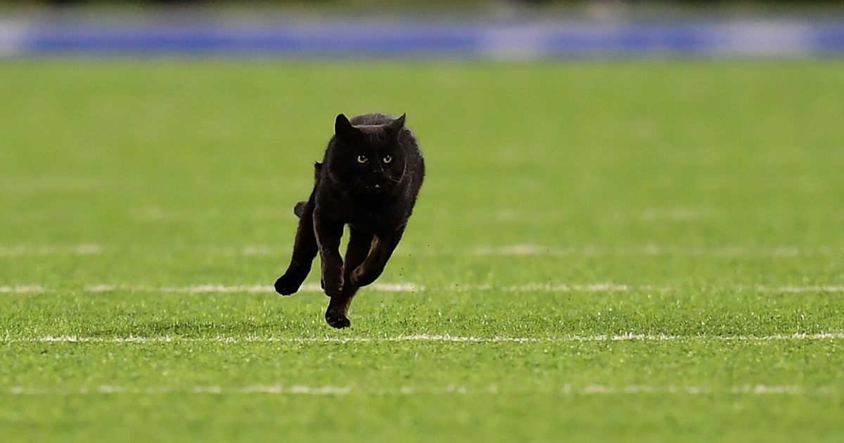 Black Cat Who Went Viral After Storming Field During Game Inspires Fake Documentary