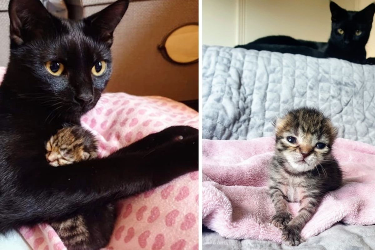 Cat Helps Care for Orphaned Kitten Who Was Rescued from Similar Beginning