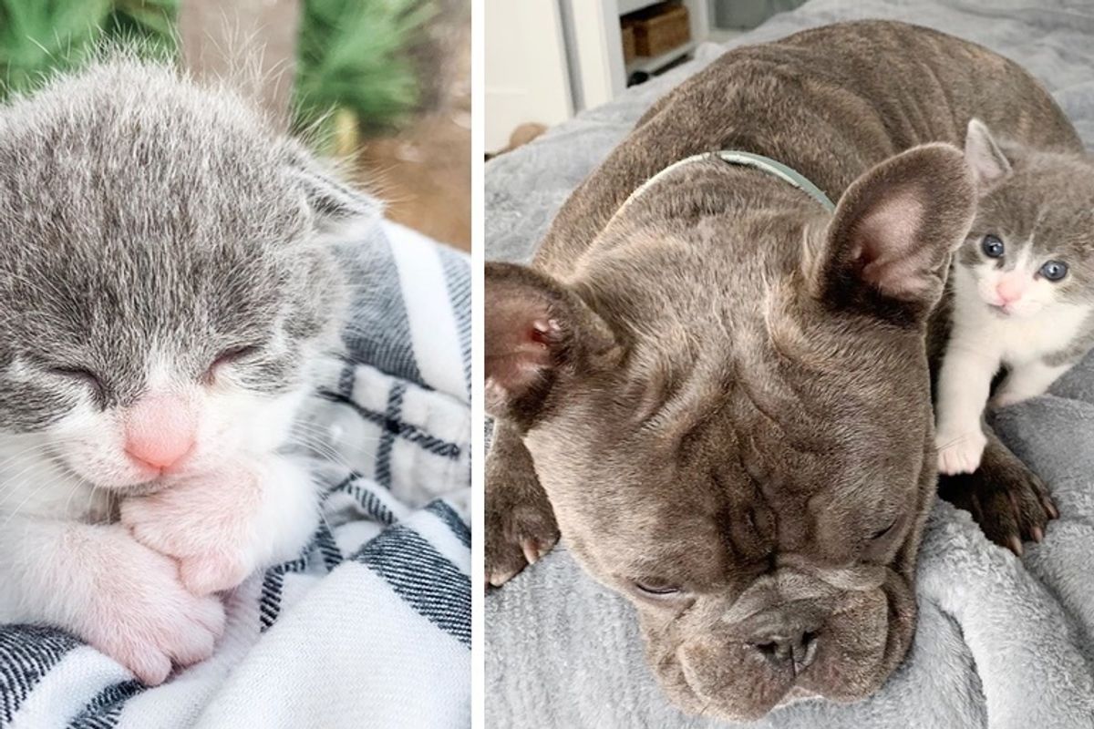Kitten Found Outside Alone, Cuddles Family’s Dogs and Won't Let Go
