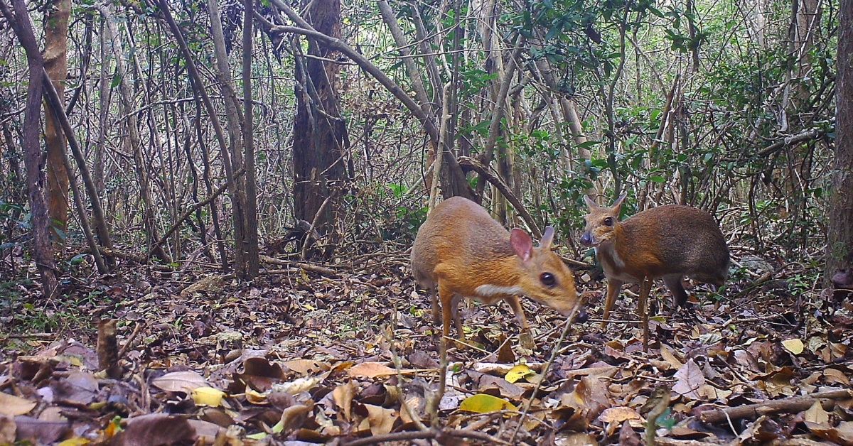 Tiny Fanged 'Mouse-Deer' Thought To Have Gone Extinct Spotted In Vietnam For First Time In Nearly 30 Years