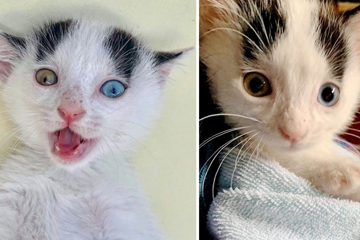 Beautiful Odd Eyed Kitten Rescued from Roadside, Doesn't Want to Be Alone Again