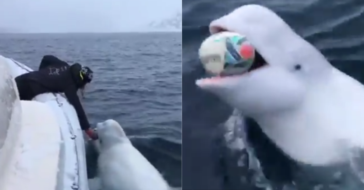 Beluga Whale Playing Fetch In Cute Viral Video Confirmed To Be Alleged 'Russian Spy Whale'