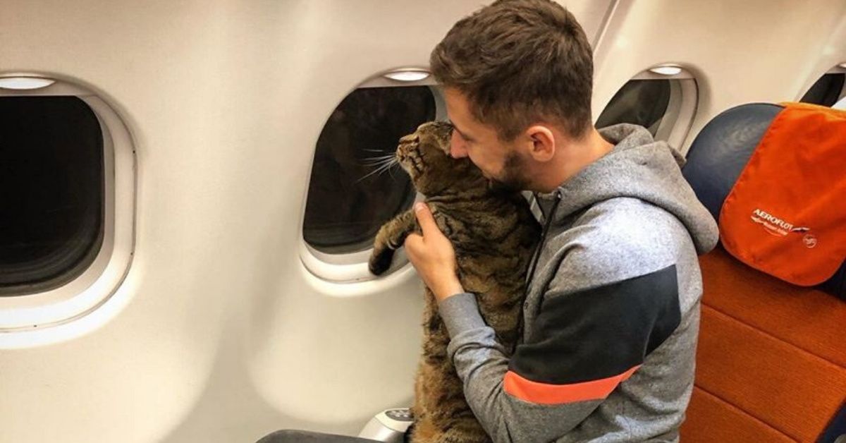 Passenger Loses Nearly 400,000 Miles From Airline's Program After Smuggling His Overweight Cat Onto Flight