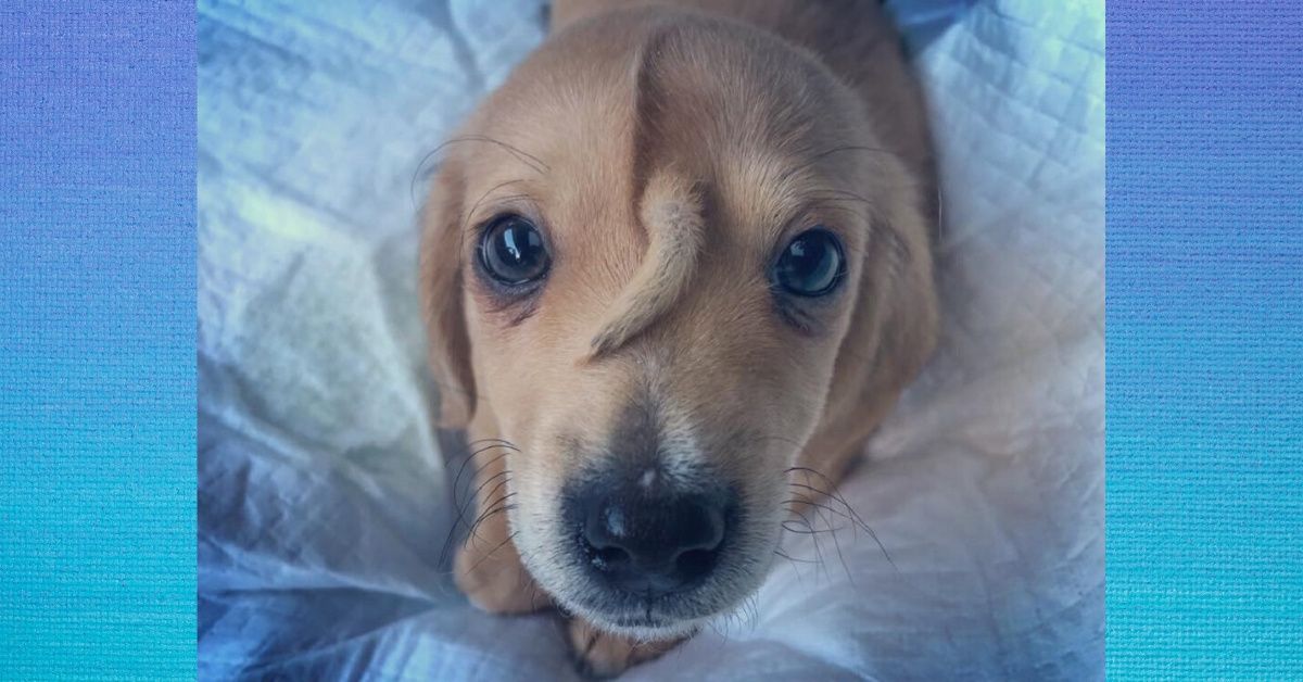 The Internet Is Obsessed With This Puppy Named Narwhal Who Has A Tail Growing Out Of His Forehead