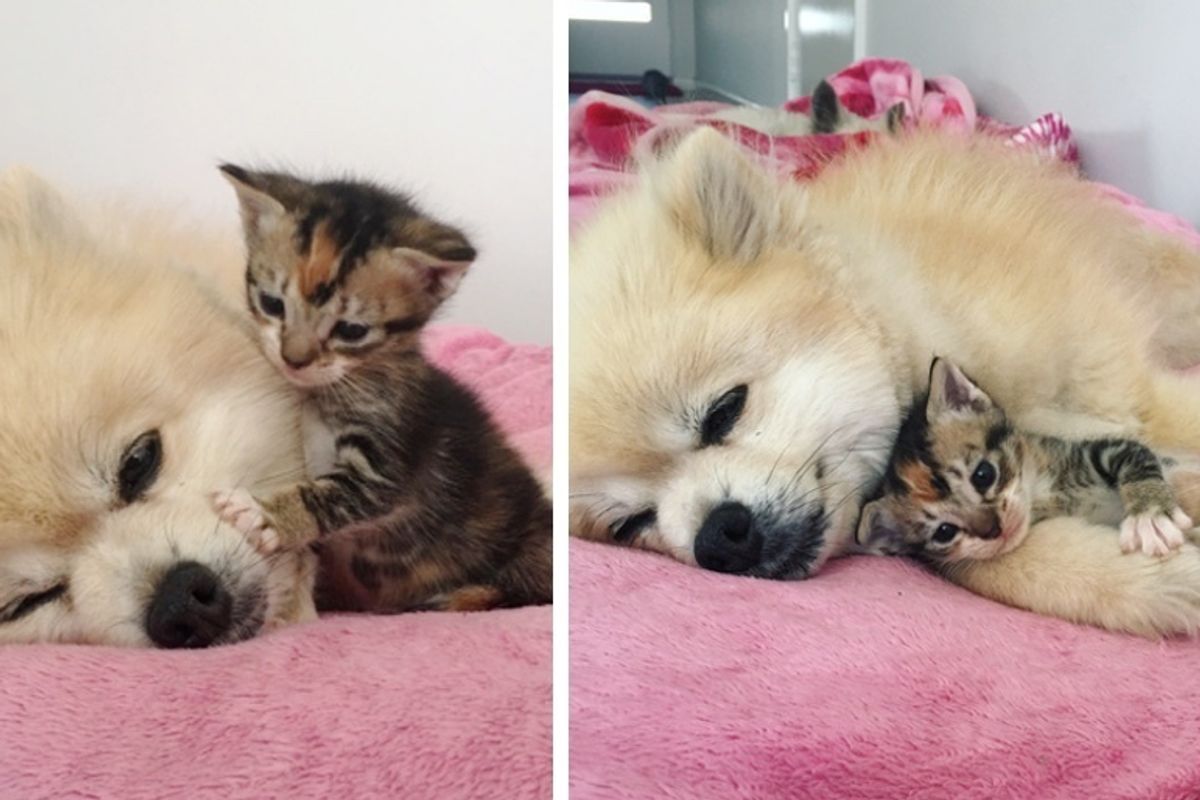 Kitten Meets Family Dog and Insists on Cuddling Her Everywhere She Goes