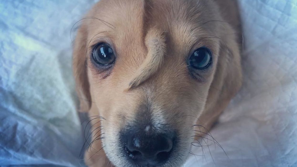 Meet Narwhal, a one-of-a-kind puppy with a tail growing out of his forehead