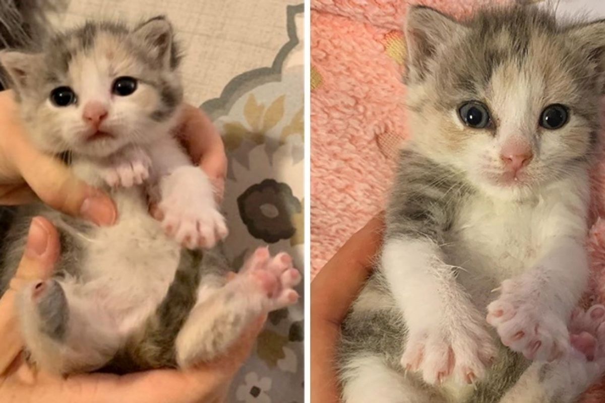 Kitten Missing a Paw Can't Stop Purring After Being Rescued from Uncertain Fate